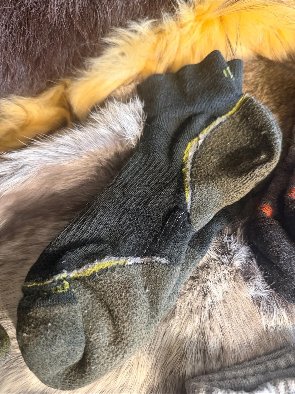 Assorted Sock Pack - Multicolor & Gray bundle of 5 (420)